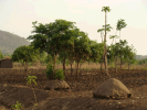 Agroforesterie et butes de compost, environs de Mayaka, TA Chikowi, district (…)
