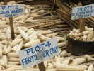 Récolte de maïs de parcelles expérimentales, village de Mpawa2, TA Chikowi, (…)