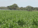 Parcelle irriguée de canne à sucre, district de Chikwawa (Lower Shire)