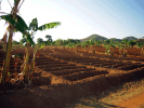 Parcelle familiale, secteur de 6 Miles, TA Chikowi, district de Zomba