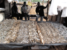 Etal de poissons séchés (matemba), marché de Lilongwe
