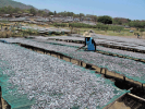 Claies de séchage du poisson, Senga Bay, district de Salima